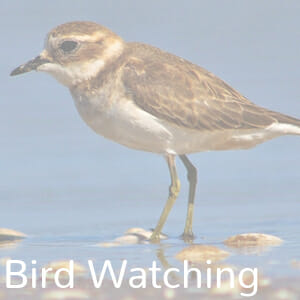 Double Banded Plover in Wellstead Estuary, Bremer Bay, Western Australia