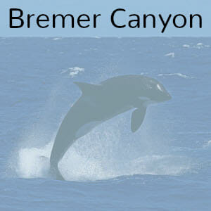 Orca at Bremer Bay Canyon