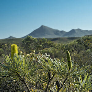 Slender Banksia attenuata (Candlestick Banksia) wildflower at Mount Barren, Fitzgerald River National Park, Western Australia