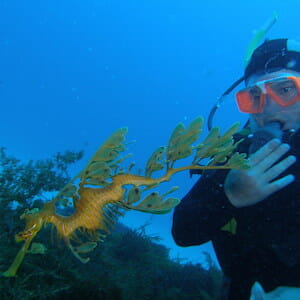 Underwater Treasures - Diving to see Seadragons