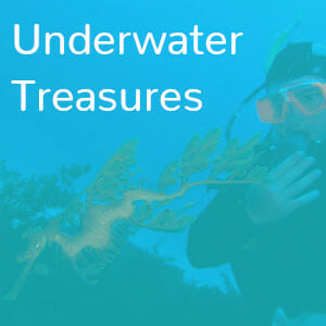 Underwater Treasures - Diving to see Seadragons