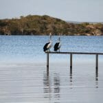 Pelicans Wellstead Estuary - Photo Credit Bremer Bay CRC