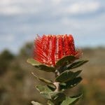 Scarlet Banksia - Banksia Coccinea - Photo Credit Jenny Kay